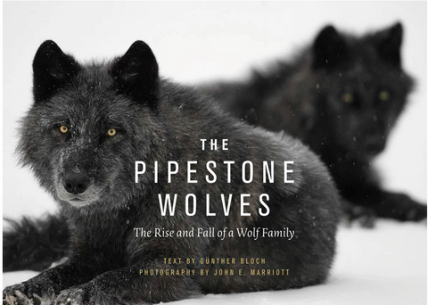 Pipestone Wolves