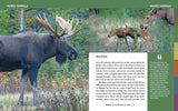 Wildlife of the Rockies for Kids